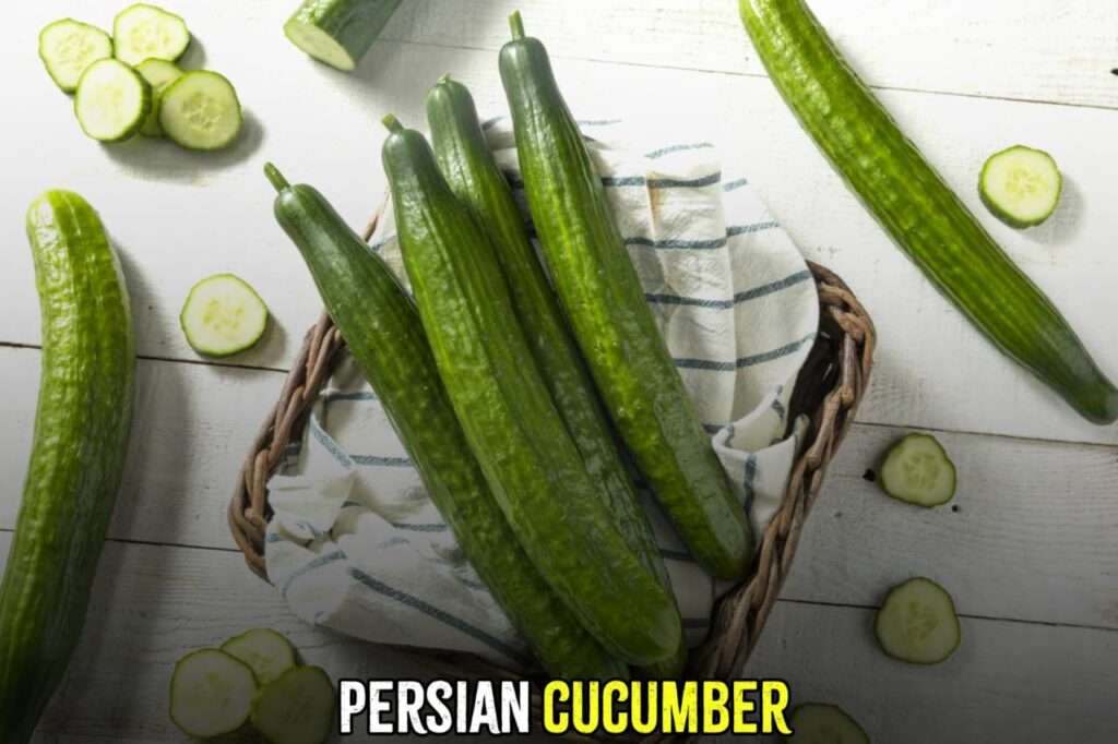 persian cucumber